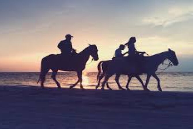 3-Hour Swim with Horses and Romantic Dinner from Hurghada hotels - Key points to know before you ride