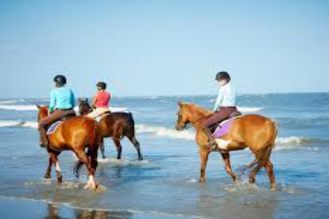3-Hour Swim with Horses and Romantic Dinner from Hurghada hotels - Meeting the horses and getting basic instruction