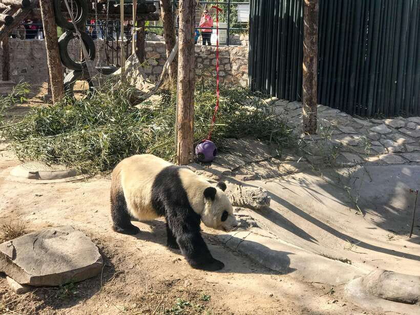 Beijing:Summer Palace Private/Group Tour or book Ticket Only - Starting with halls, power, and palace design