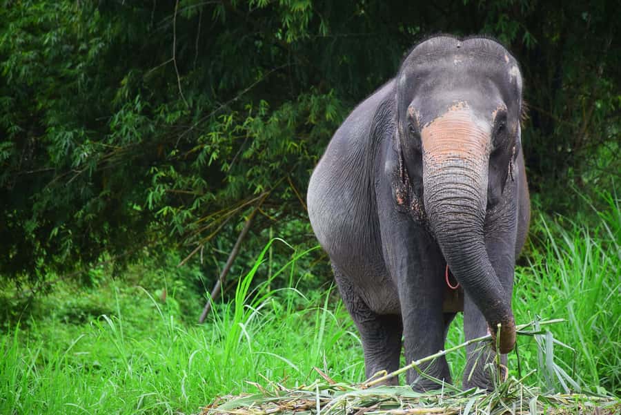 Chiang Mai: Private Elephant Care Experience for Couples - Walking toward the forest and mountain area