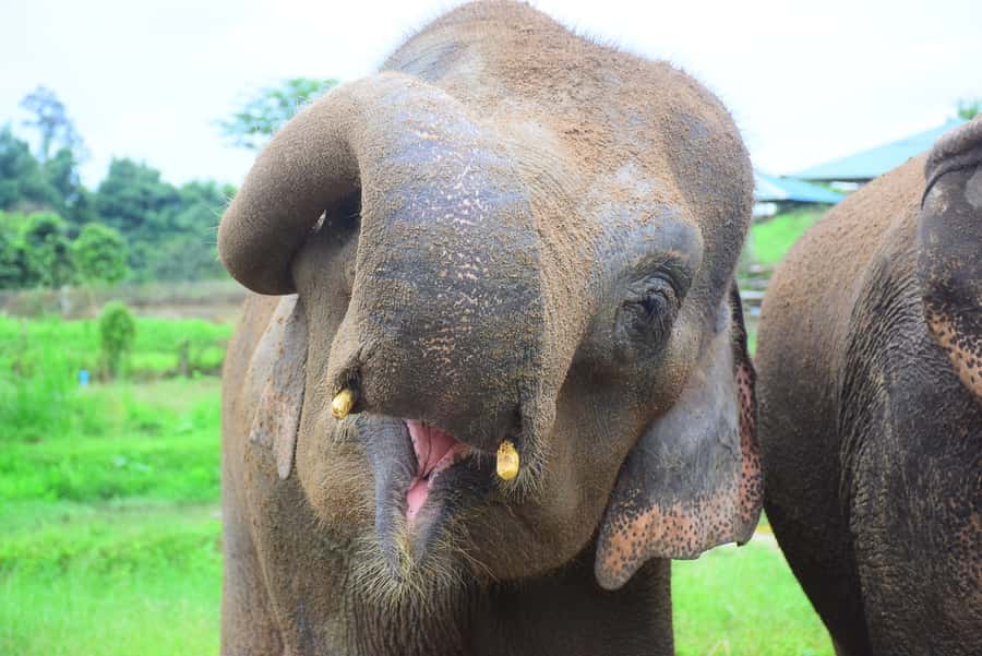 Chiang Mai: Private Elephant Care Experience for Couples - Cooling off with a drink and mountain views