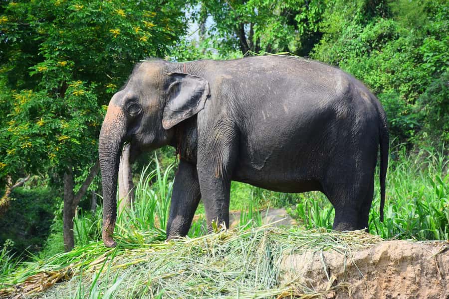 Chiang Mai: Private Elephant Care Experience for Couples - Staff care and the private-couple atmosphere