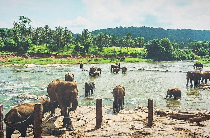 Kandy city tour for couple price - Royal Botanical Gardens: one hour among trees and flowers