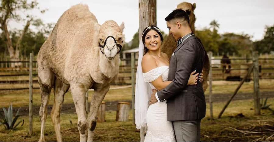 Moroccan Luxury Wedding Ritual: Full romantic experience - Key points to know before booking