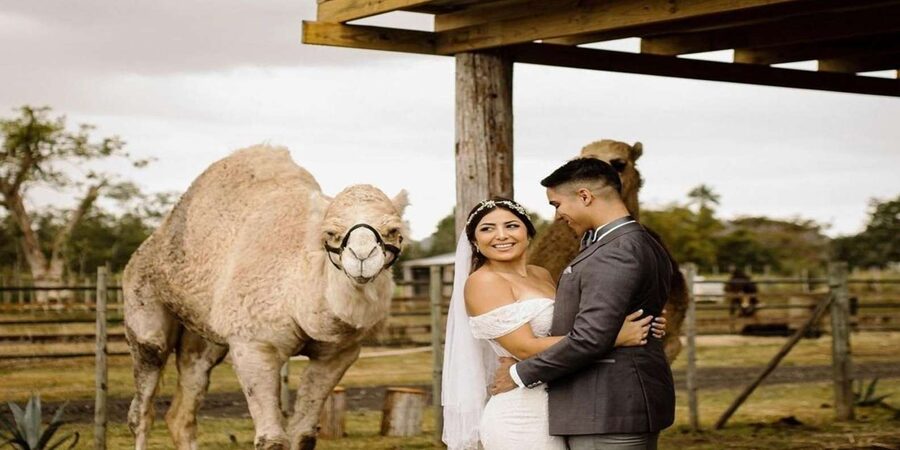 Moroccan Luxury Wedding Ritual: Full romantic experience - What the $588 price includes