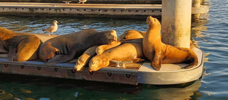 Romantic Boat Cruise with Wine & Cheese or Surprise Dinner - What the cruise route feels like