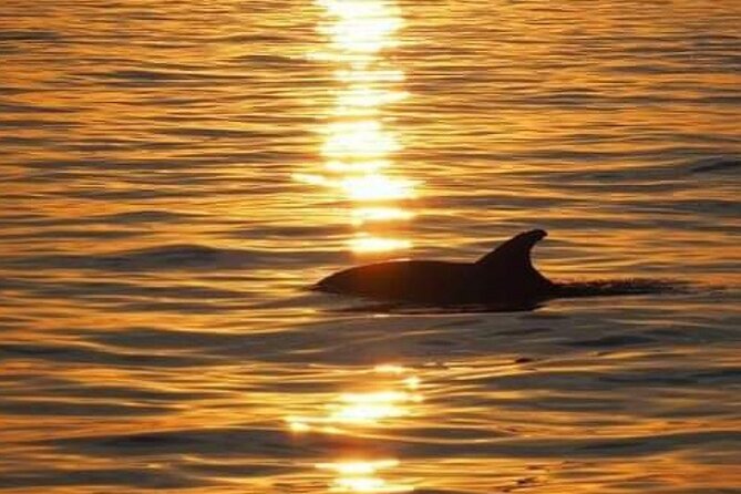 Romantic Boat Trip with Dolphin Watching - Drinks, comfort, and the social feel