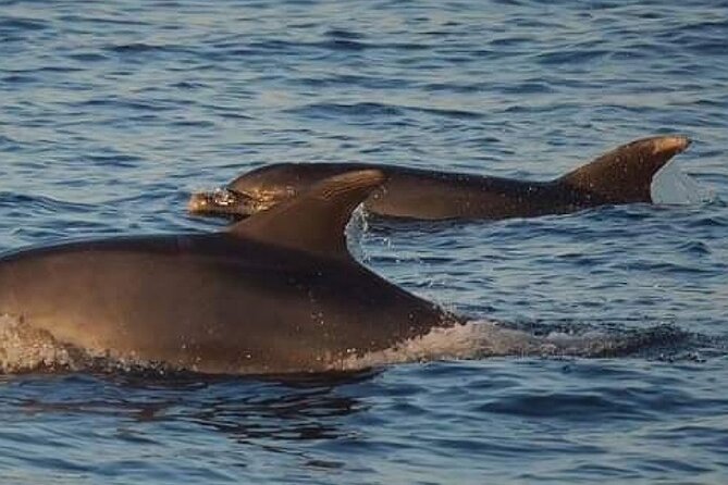 Romantic Boat Trip with Dolphin Watching - Weather and the uncertainty of a wildlife trip