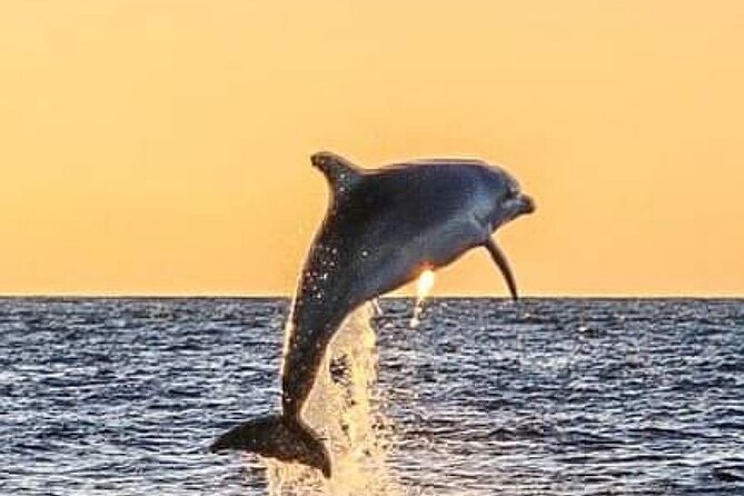 Romantic Boat Trip with Dolphin Watching - Searching for dolphins in their natural habitat