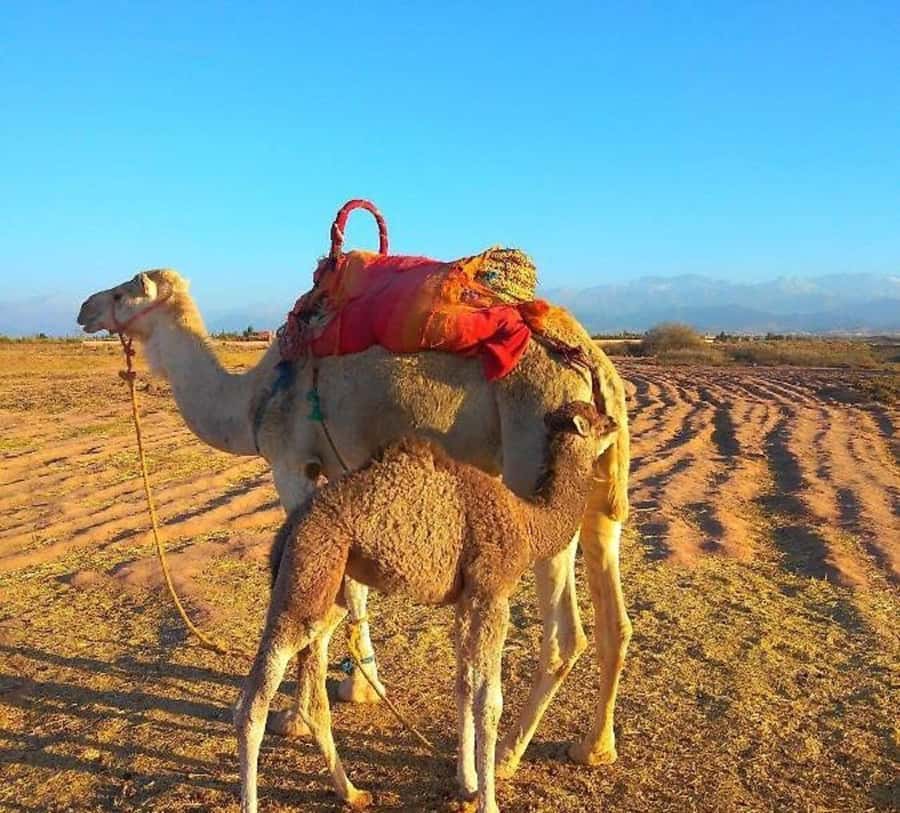 Romantic Dinner & Camel Ride In Agafay Desert - Sunset over the Atlas Mountains