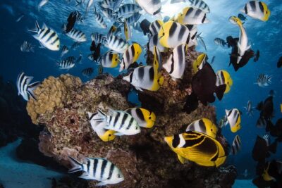 Romantic Dive for beginners in Bora Bora (2 people) with Video