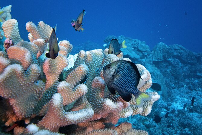 Romantic Dive for beginners in Bora Bora (2 people) with Video - Weather, flight timing, and other practical limits