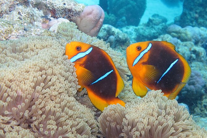 Romantic Dive for beginners in Bora Bora (2 people) with Video - Who will enjoy this Bora Bora experience most