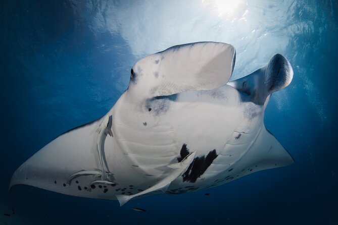 Romantic dive in the lagoon of Bora Bora. Private instructor on a shared boat - Who will enjoy this most