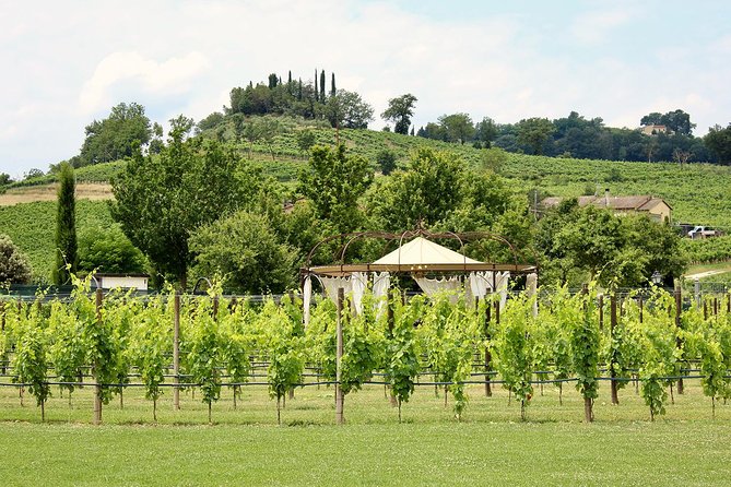 Romantic Lunch in the Vine Rows in Tuscany - Who Will Enjoy This Most?