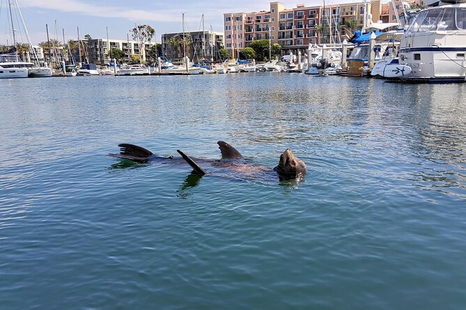Romantic Luxury Boat Cruise with Wine Cheese Sea LionTours - What the $149 price really gets you