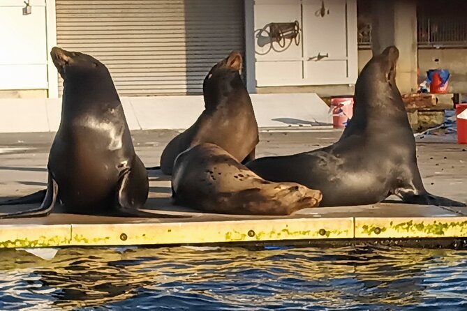 Romantic Luxury Boat Cruise with Wine Cheese Sea LionTours - Absolute relaxation on calm marina water