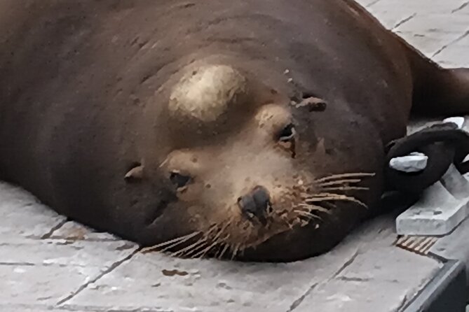 Romantic Luxury Boat Cruise with Wine Cheese Sea LionTours - Captain Shaun and the human side of the cruise