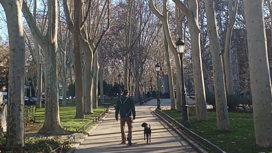 Romantic Madrid in the 19th century - Literature, painting, and music in a changing city