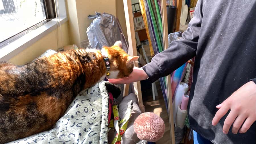 Romantic Mizuhiki Knot and Omikuji Washi Charm Workshop Ueno - The shop cat and the allergy question