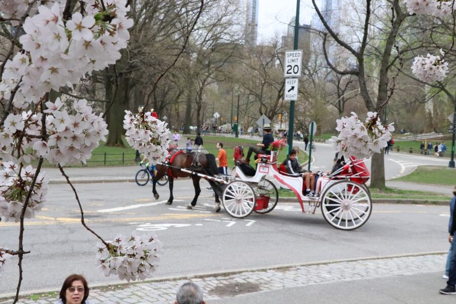 Romantic/Proposal Central Park Carriage Tour Up to 4 Adults - Is $425 good value for your group?