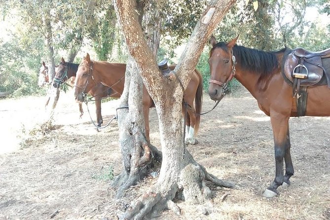 Rome : Horseback Riding with meals and wine included - The timing is not always as tidy as four hours