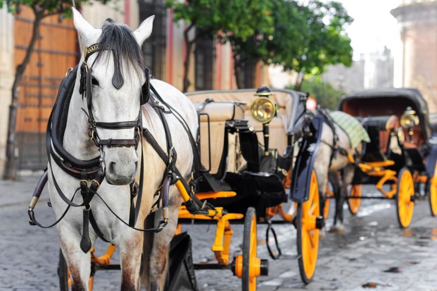 Seville: Authentic and Romantic Horse-Drawn Carriage Ride - Along the Guadalquivir and into Triana
