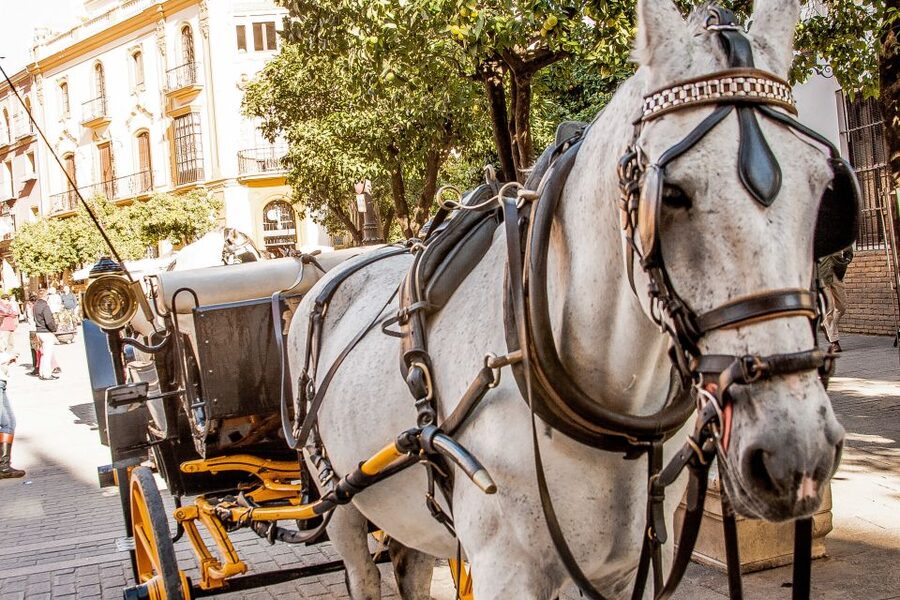 Seville: Authentic and Romantic Horse-Drawn Carriage Ride - Weather, timing, and comfort