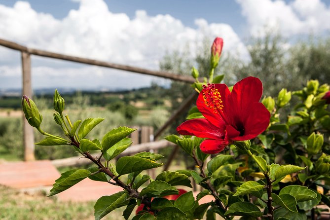 Think of a romantic meal in the Olive Trees shade, accompanied by Tuscan wines! - The four-course Tuscan meal