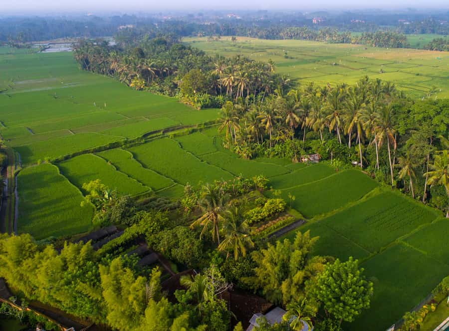 Ubud: Romantic Dinner among the Rice Fields - Booking, cancellation, and practical details