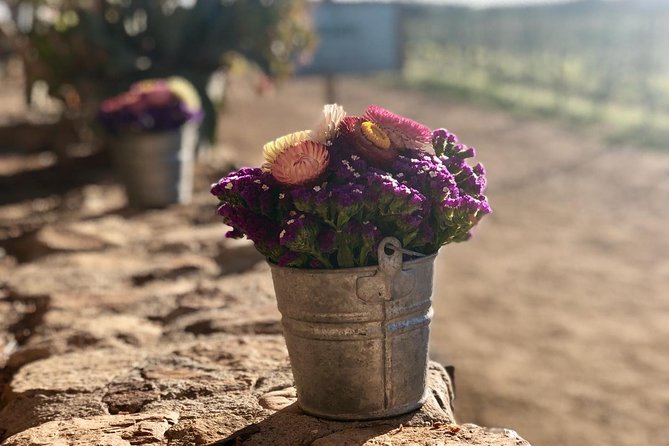 Valle de Guadalupe Couples Wine Tour - A private introduction to Mexico’s wine country